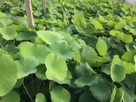 万州水生植物种植