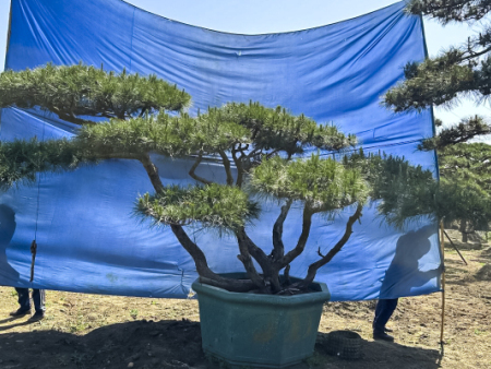 造型松盆景