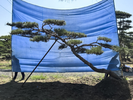 造型油松