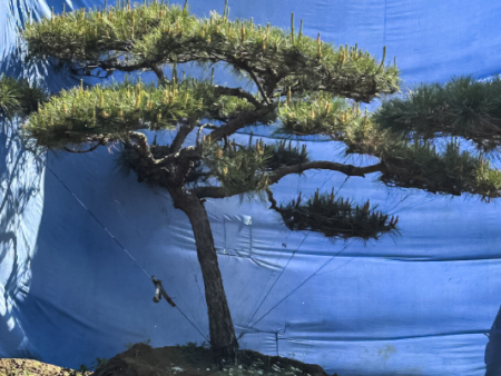 景观松