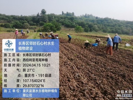 重庆长寿邻封镇水生植物种植