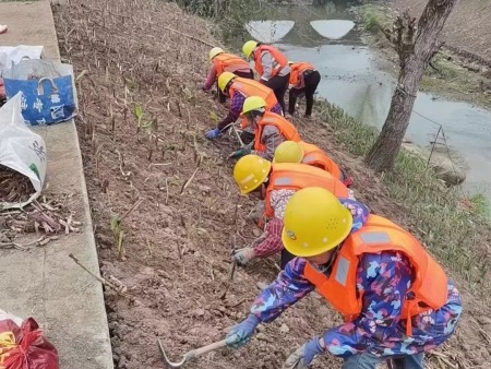 重庆水生植物-重庆长寿桃花幸福河湖长寿的城中小河栽种水生植物