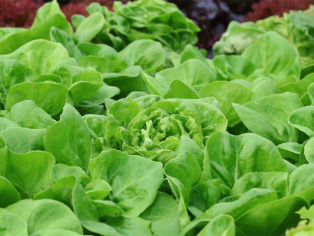 大量元素水溶肥灌溉需要注意哪些事项？