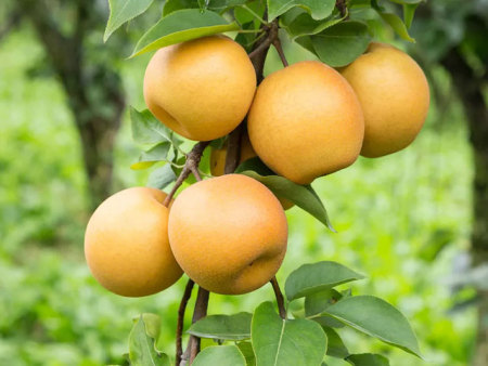 好用的肥料生物有机肥菌肥，怎么使用效果好？