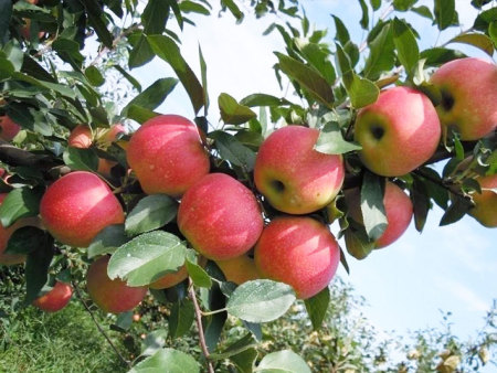 水溶肥料如何科学使用？