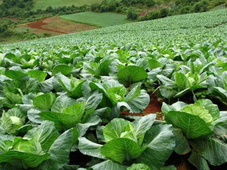 蔬菜水溶肥追肥方式有哪些?