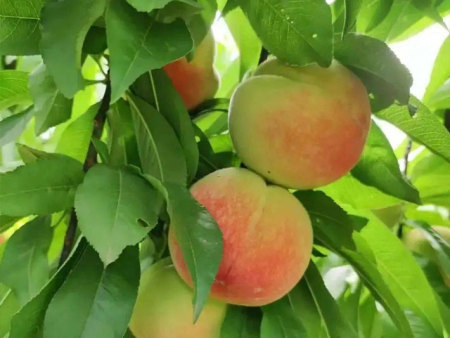 桃树施什么肥料？