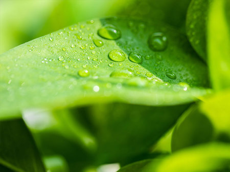 掌握了使用水溶肥料的小技巧是很有必要的？