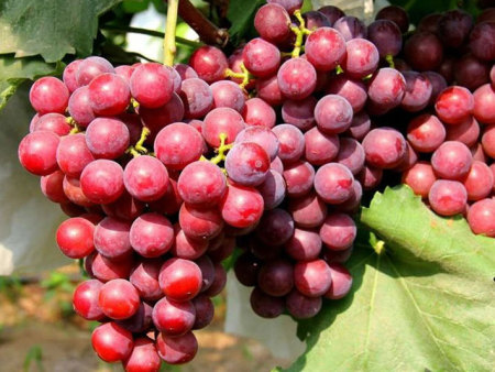 液体肥和水溶肥有什么区别？