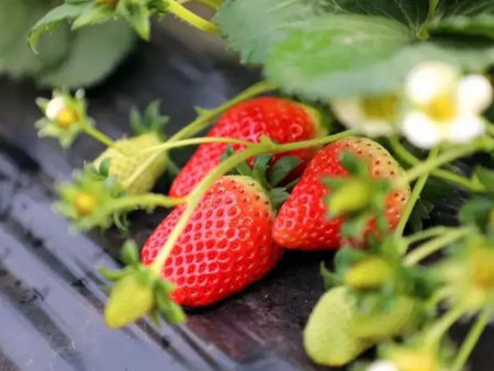 如何买到优良的大量元素水溶肥？