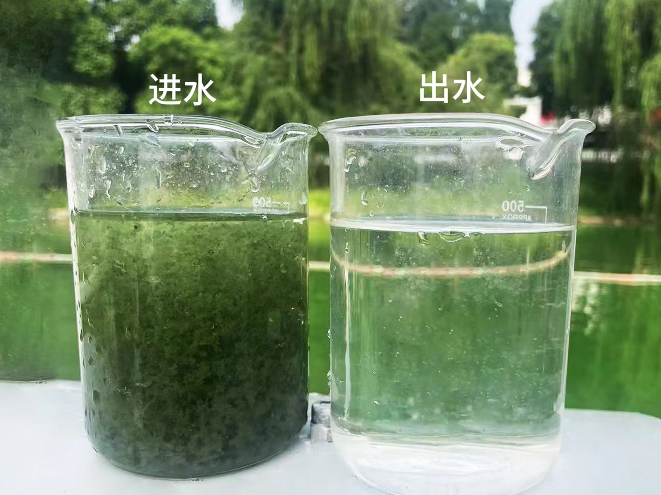 藍藻治理神器來了：喝進去藍藻 吐出來清水