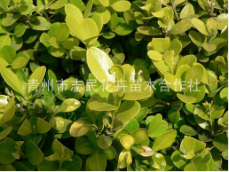 北海道黄杨的种植密度要求