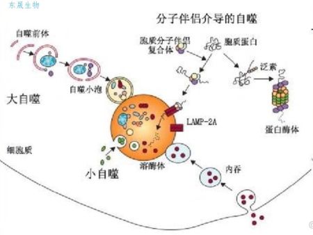 细胞自噬的实验技术