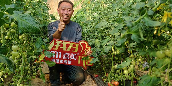 山东潍坊番茄种植大户李大哥选择喜美水溶肥