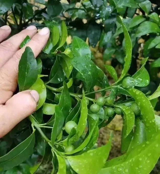 柑橘“膨果肥”该如何搭配施用？以及施肥的措施