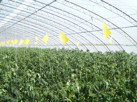 科学规划搭建 造理想蔬菜大棚的指南