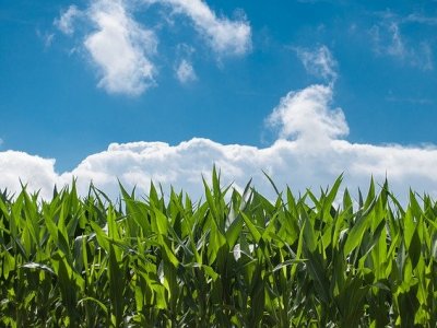 河北嘉和生物科技有限公司---甲殼素系列產品,農藥氨基寡糖素,生態地膜