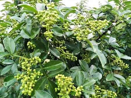 青花椒