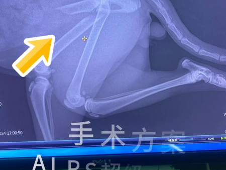 一例猫的股骨近端骨折内固定手术
