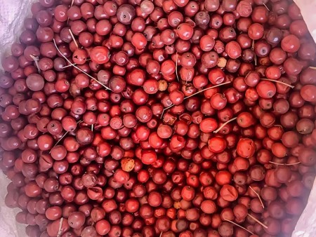 酸棗源頭批發(fā)廠家