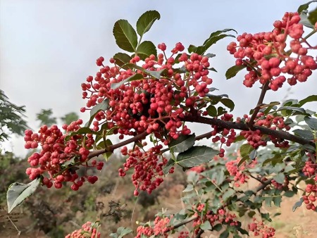 这才是真正的香！小粒花椒批发市场曝光，行家都来抢！
