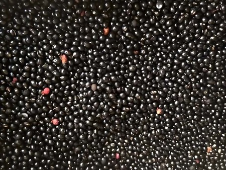 花椒籽饲料怎样在春季使用？批发厂家告诉您