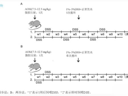 结直肠癌（colorectal cancer，CRC）造模