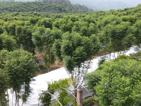 蓝花楹基地环境