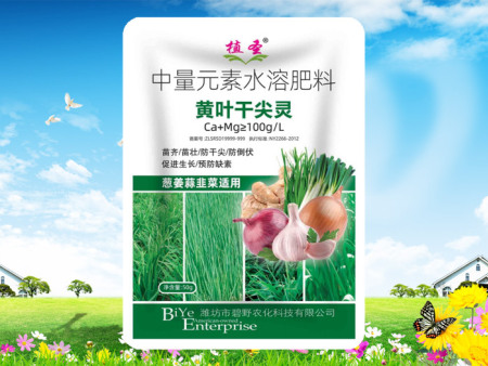 黄叶干尖灵