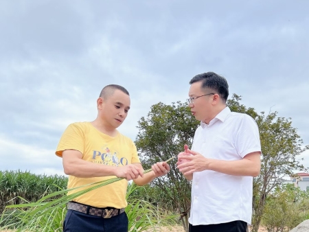 香茅草实地考察