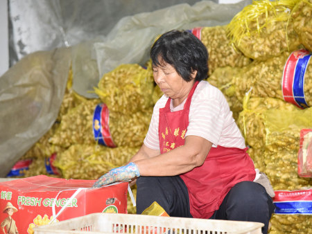 大姜装箱