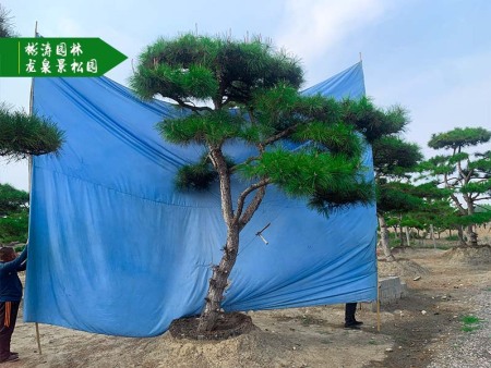 山東造型黑松基地，打造美麗景觀(guān)的理想選擇！