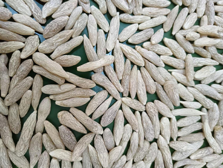 麦冬
