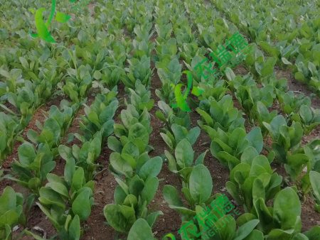 菠菜编绳种植出苗效果