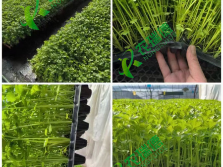 芹菜穴盘育苗效果