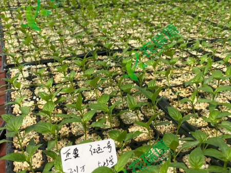 辣椒穴盘播种机点播效果