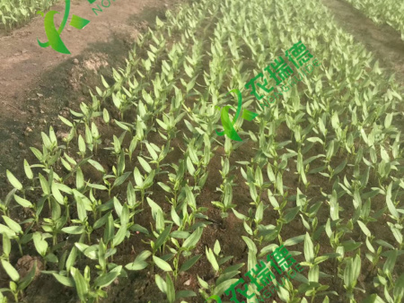 辣椒种子编织出苗效果