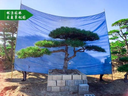 造型黑松基地打造自然美感，园林绿化更出彩