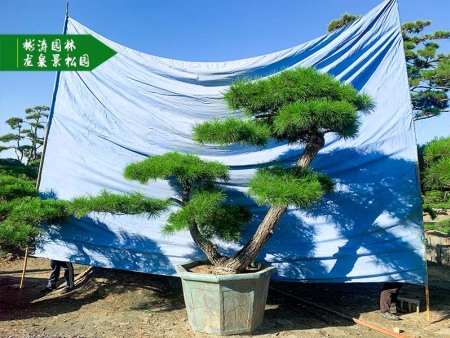 庭院裝上這棵景觀(guān)松，回頭率提升不止一點(diǎn)點(diǎn)！