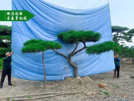 造型黑松是景觀(guān)工程中的“靈魂”？設(shè)計(jì)師都這么說(shuō)！
