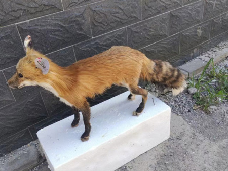 狐狸标本