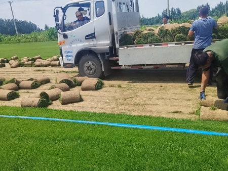 草坪