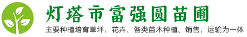 灯塔市富强圆苗圃