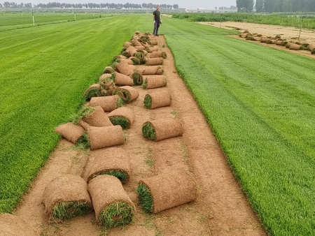 草皮