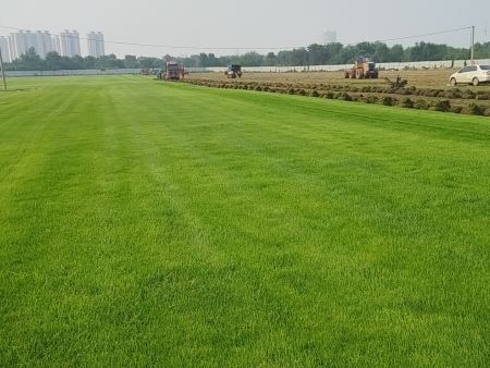 关于灯塔市富强圆苗圃草坪基地的相关介绍