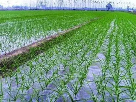 黑色地膜如何抑制雜草生長