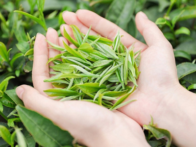 中国绿茶|中国绿茶.网址|中国绿茶|中国绿茶-峨眉山市沐春茗香茶业有限公司