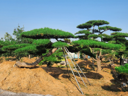 造型油松