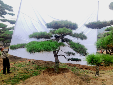 不重视造型松树成活率将会导致什么样的后果？莱芜盛世基地带您了解