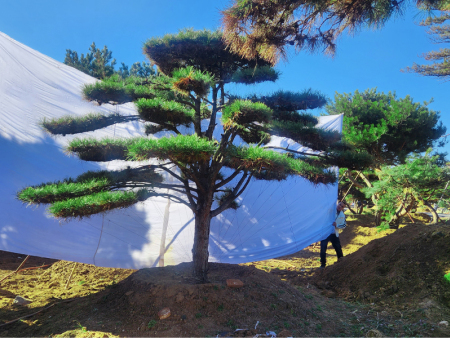 造型松